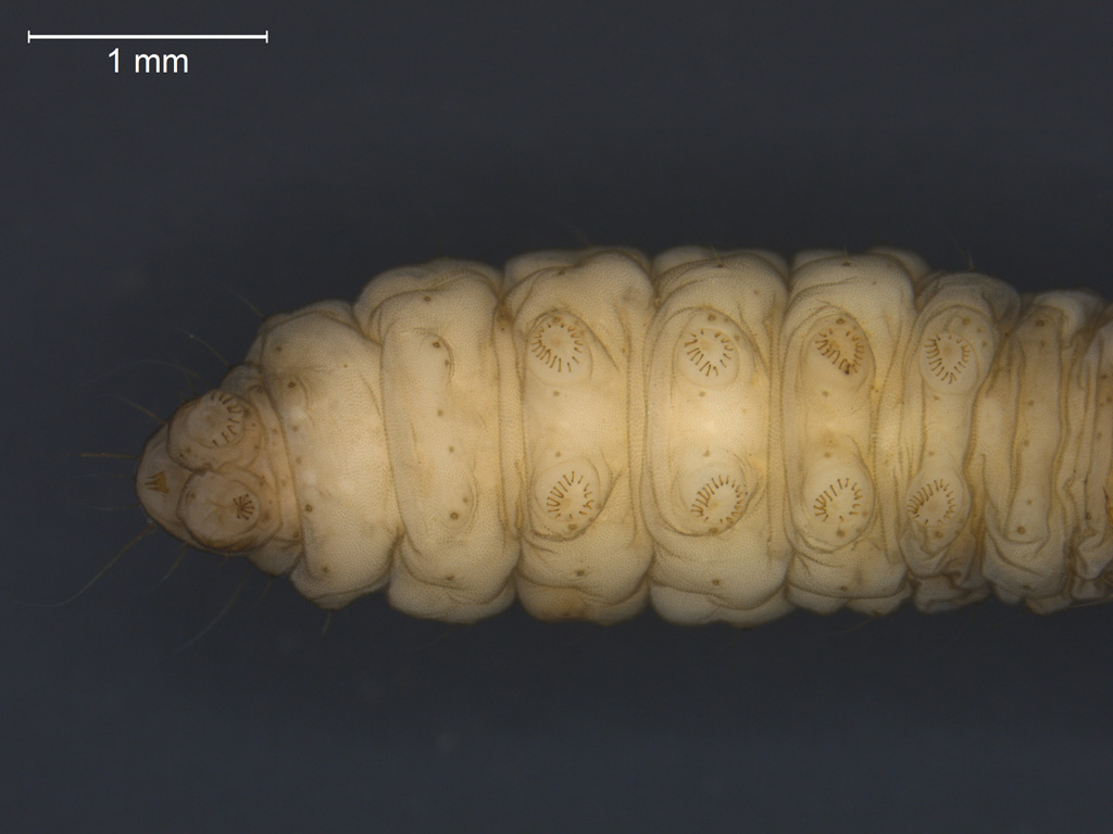 Acentria ephemerella